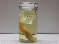 藏品(橫帶赤尾冬)的圖片